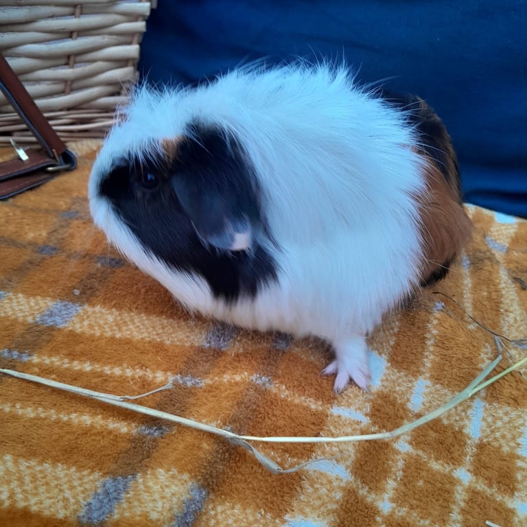 Guinea pigs for sale