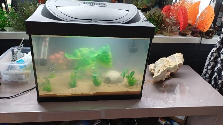 image for Small fish tank with light 