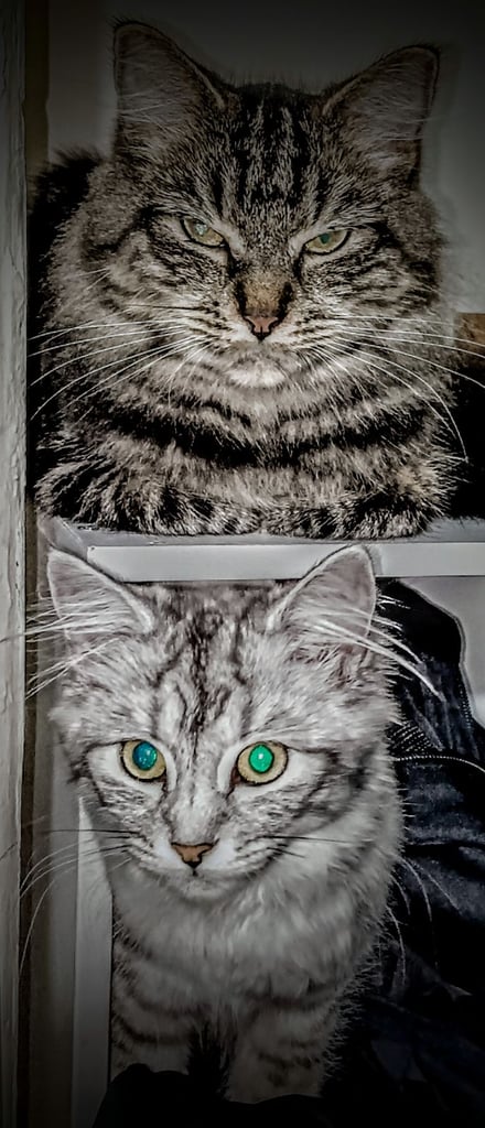 Rare chinchilla Persian Two Kittens And 18 Months Old Maine Coon Female Cat