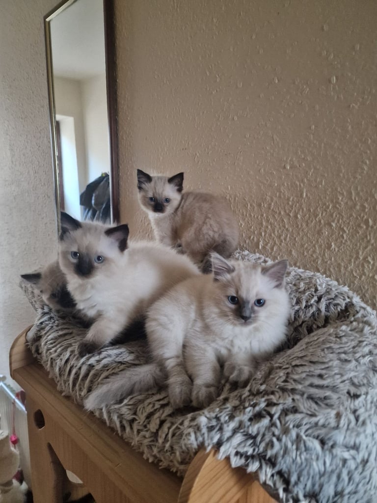 Ragdoll Kittens 😍