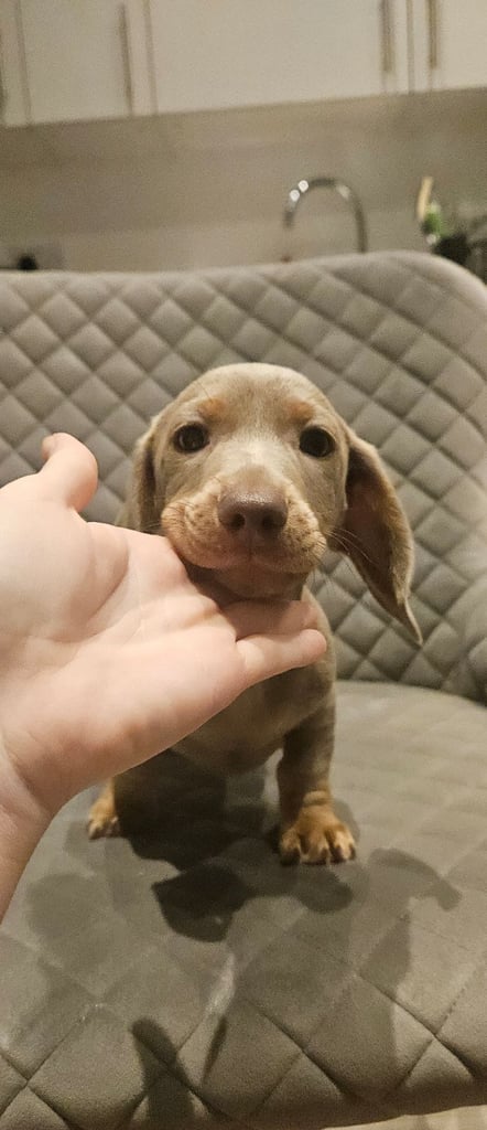Isabella and tan miniature daschunds - Available now