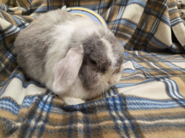 Mini lop bunnies