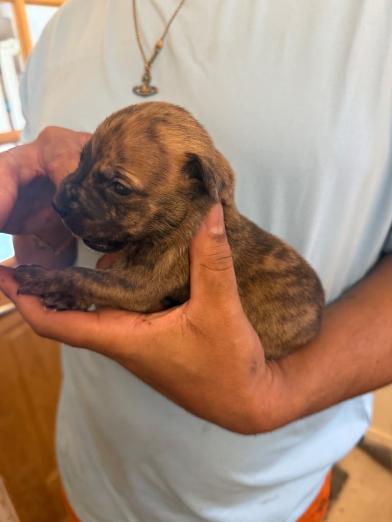 image for Dutch Herder x American Bully pups