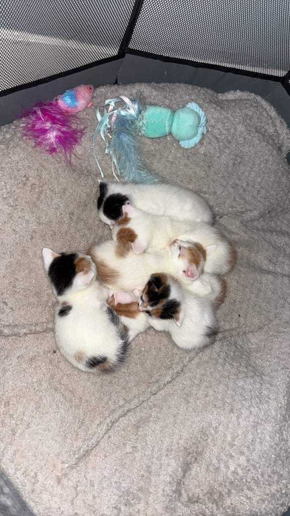Kittens for furever homes