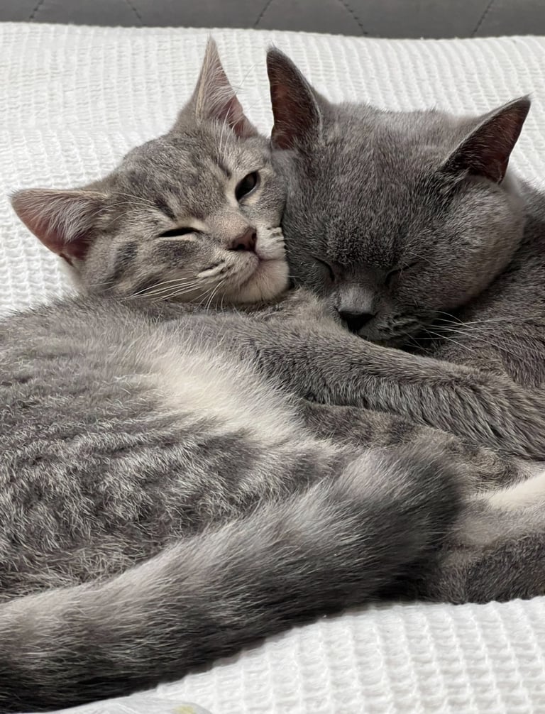 Rehome cats. 1 x British short hair blue 1 x blue tabby