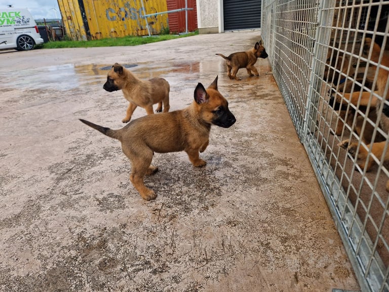 image for Belgian malinois 