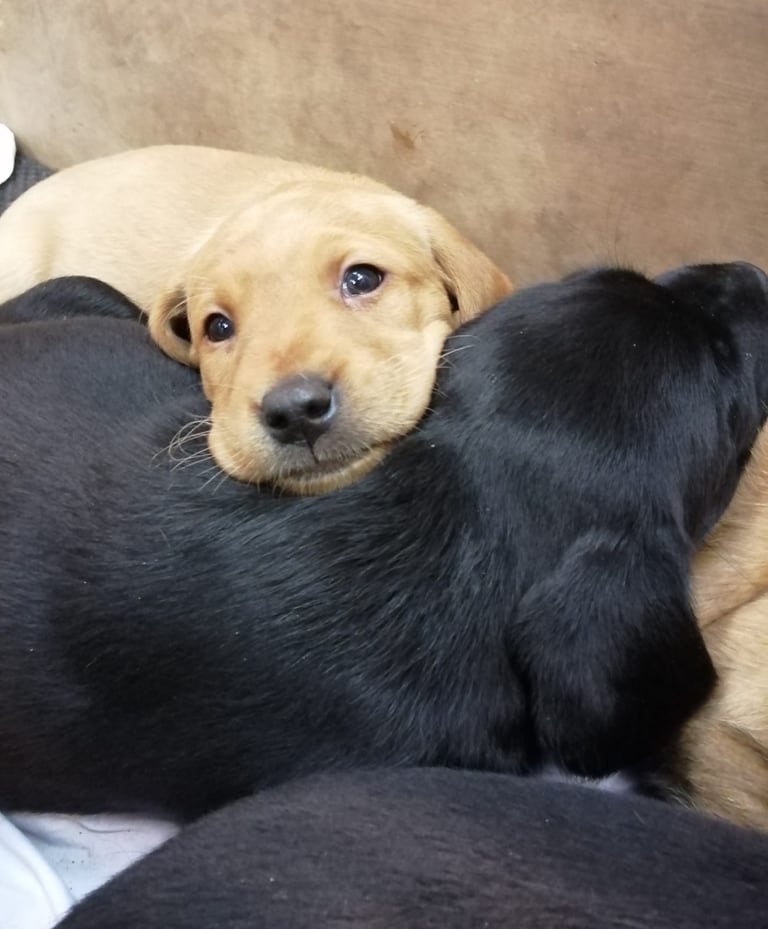 Beautiful Pups