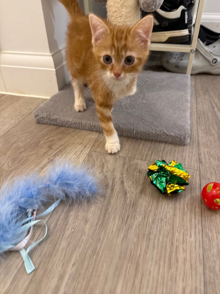 Kitten for sale
