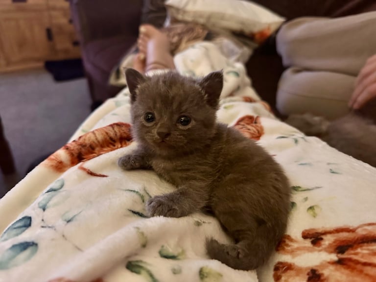 British blue kittens