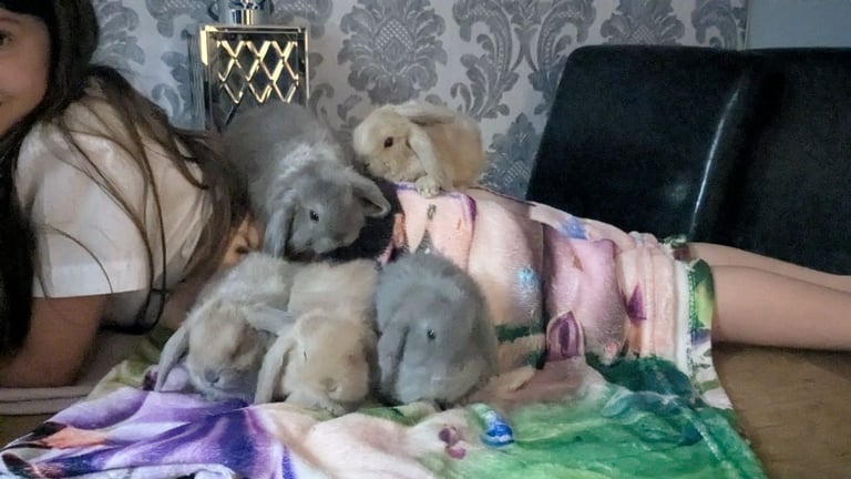 Baby mini lops for sale £60