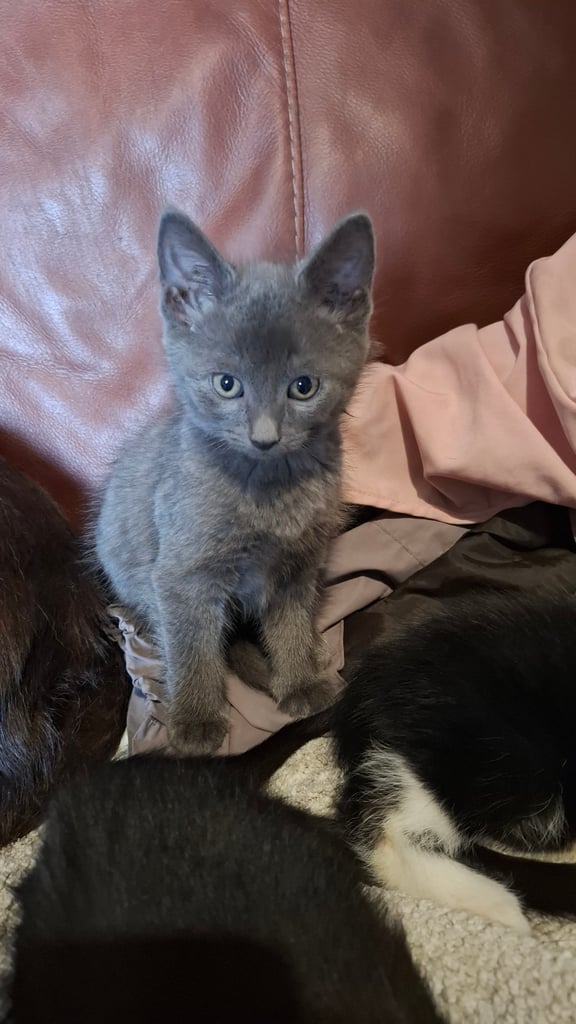 5 kittens ready to go to new homes 