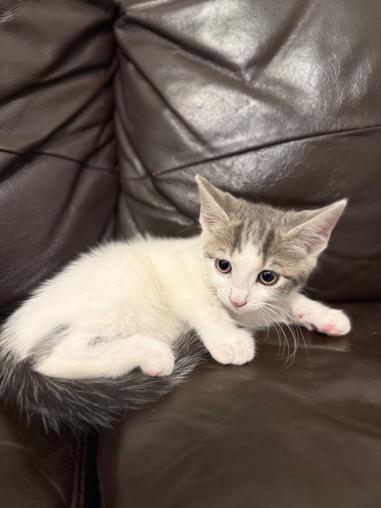 Only 2 left! Cuddly little kittens looking for rehoming 