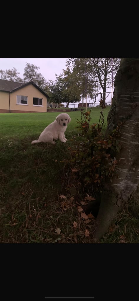 Golden retrievers 