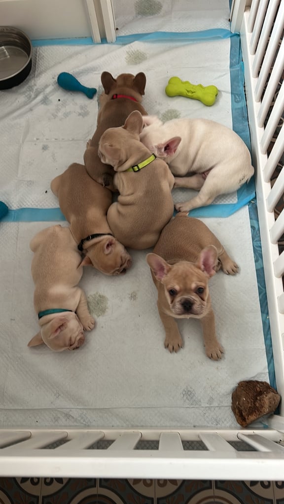 READY NOW !! REDUCED kc frenchie pups fully health tested parents!! 