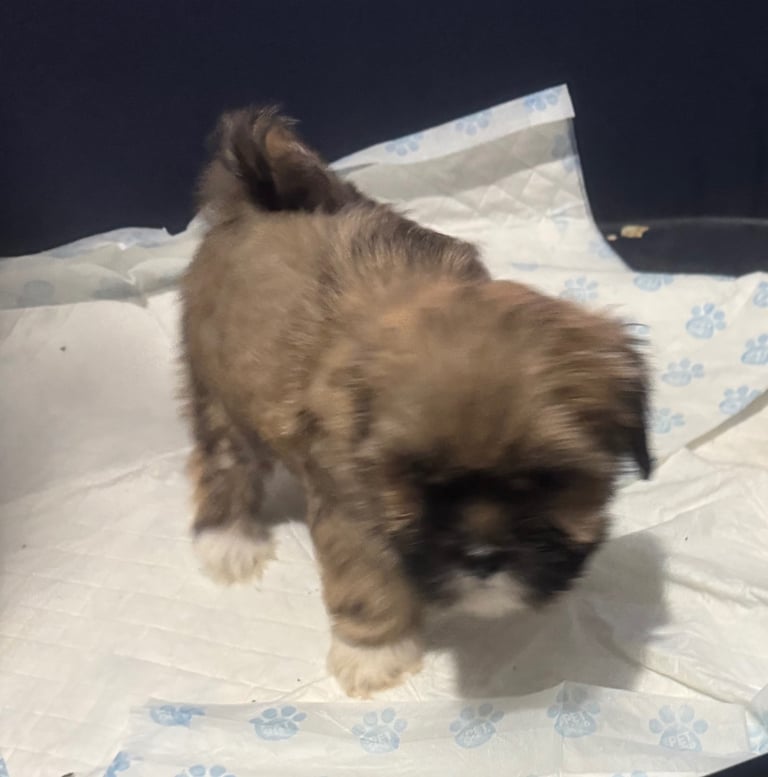 Lhasa apso puppies 