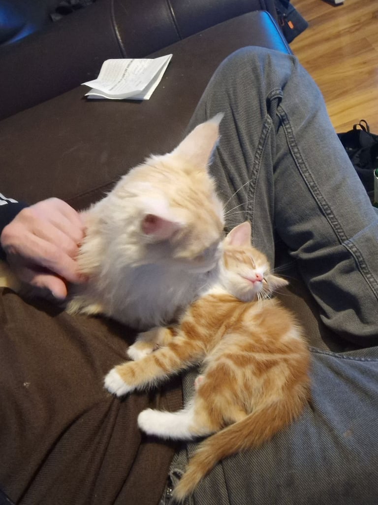 Siberian cross kittens