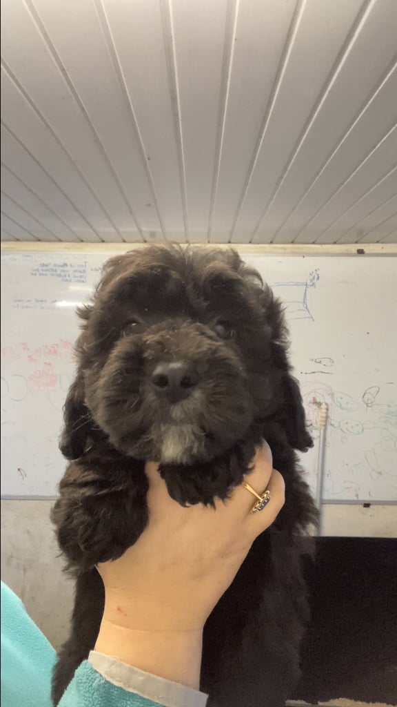 Bearded Collie Cross Miniature Poodle Puppies