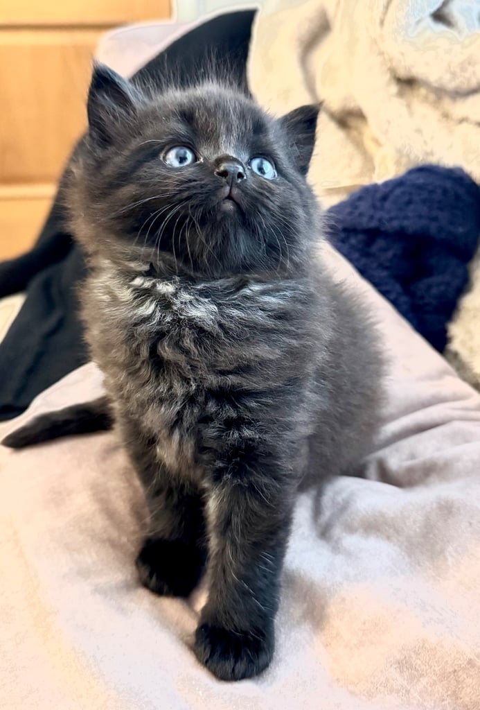 image for Adorable kitten for sale (LAST ONE)