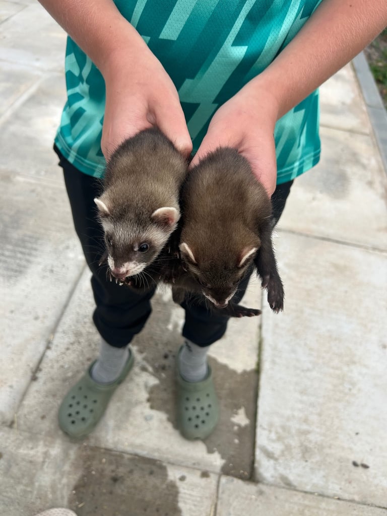 image for Polecat ferrets 