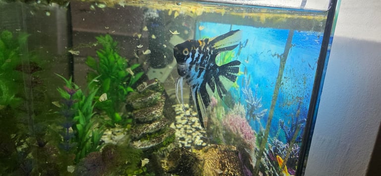 Tetra 105l aquarium including fish