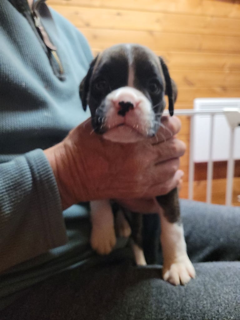 KC Boxer Puppies