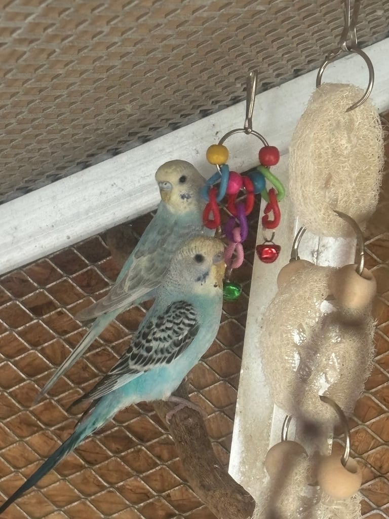 Baby budgies 