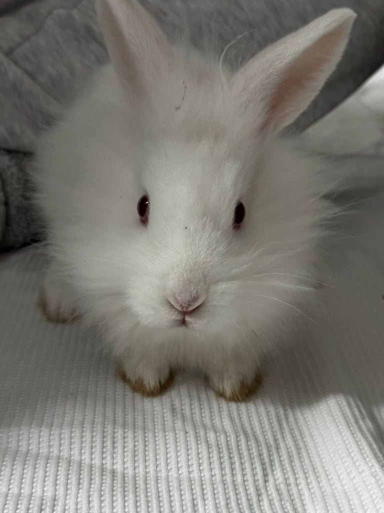 Lionhead bunnies