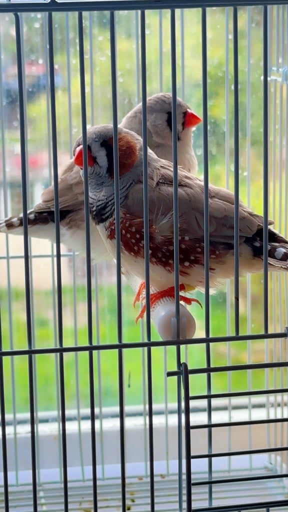 4 PAIRS OF BIG EXHIBITION SIZED CLOSE RUNG (ZFS) ZEBRA FINCHES