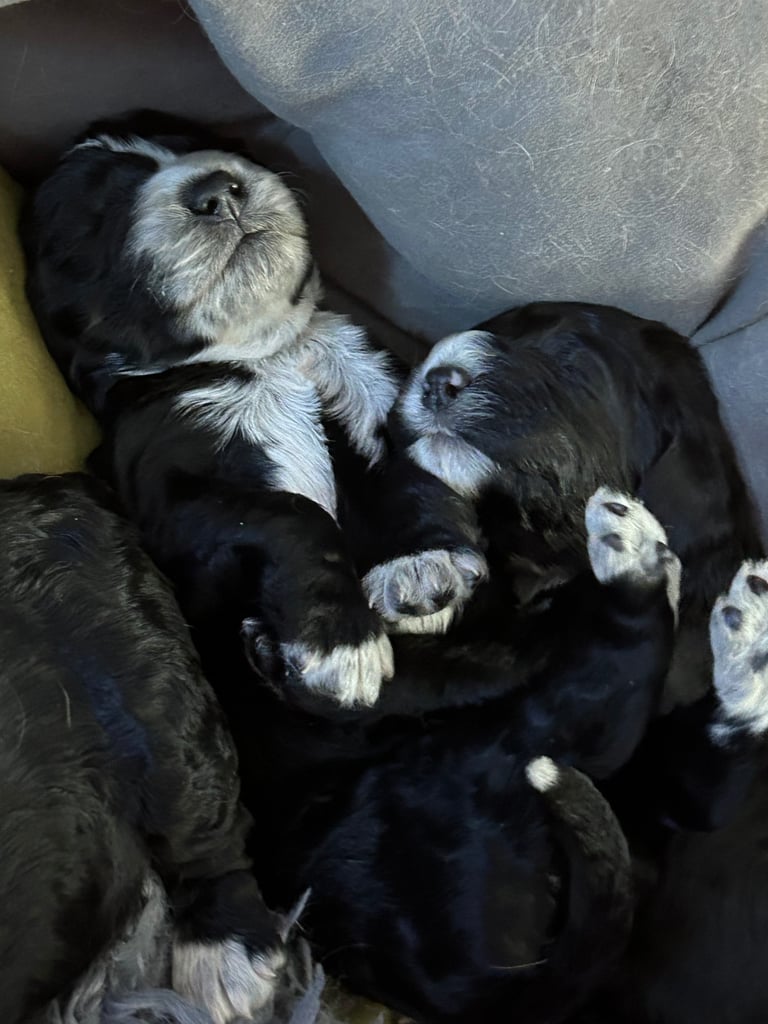 Cocker Spaniel cross pups