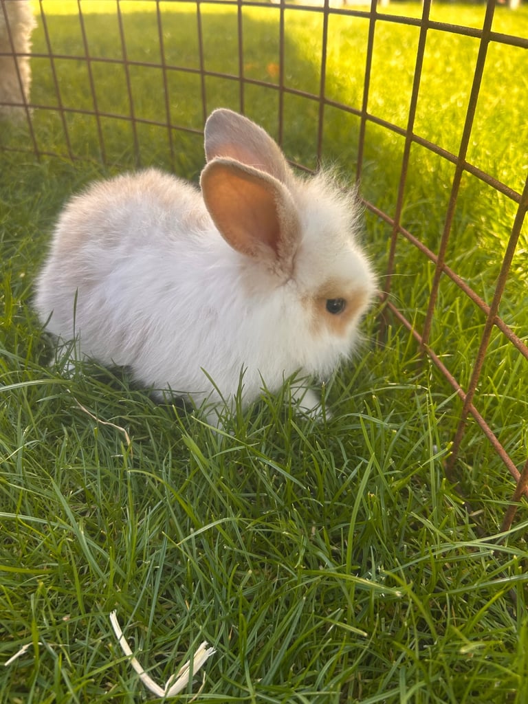 image for Baby rabbit bunnies Lionhead