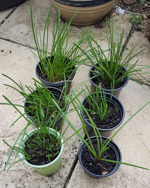Small pots of Muscari Armeniacum / Grape Hyacinth