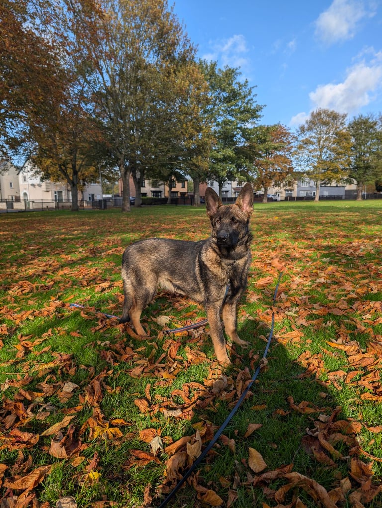 image for German Shepherd 