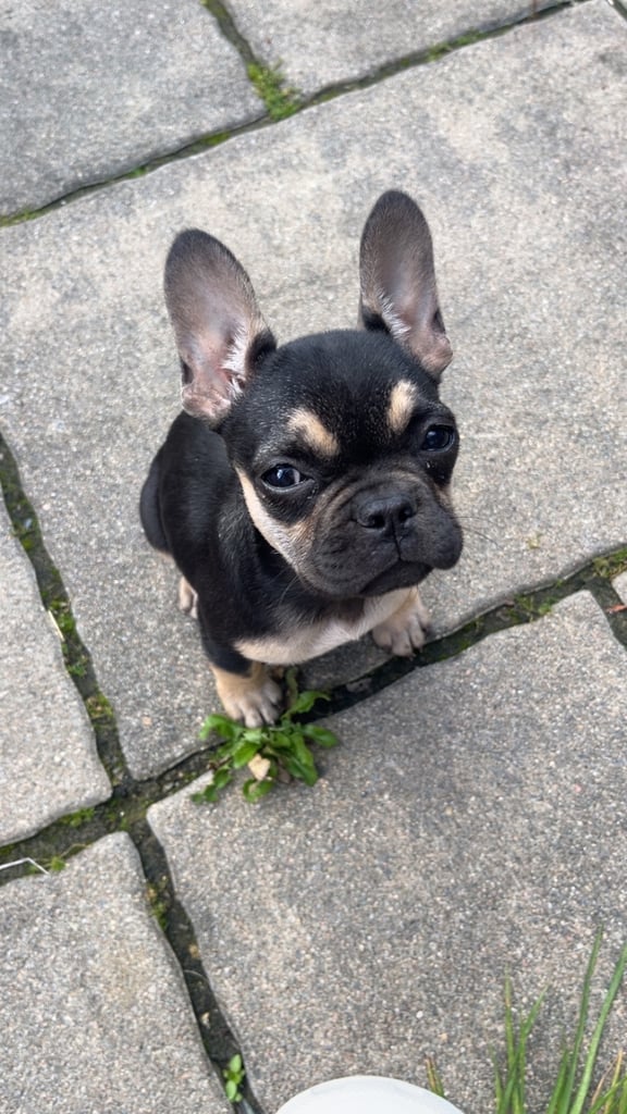 French bulldog pup 