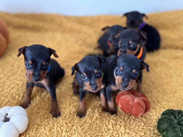 Not KC Reg Miniature Pincher Puppies 