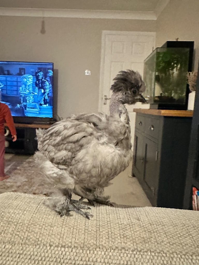 image for Show girl Chick