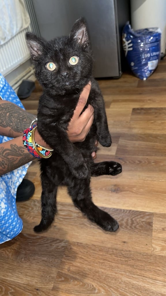 Fluffy Mixed breed kittens with lovely coats 