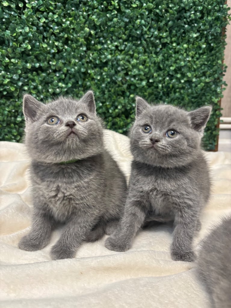 💕British Shorthair Blue Kittens💕