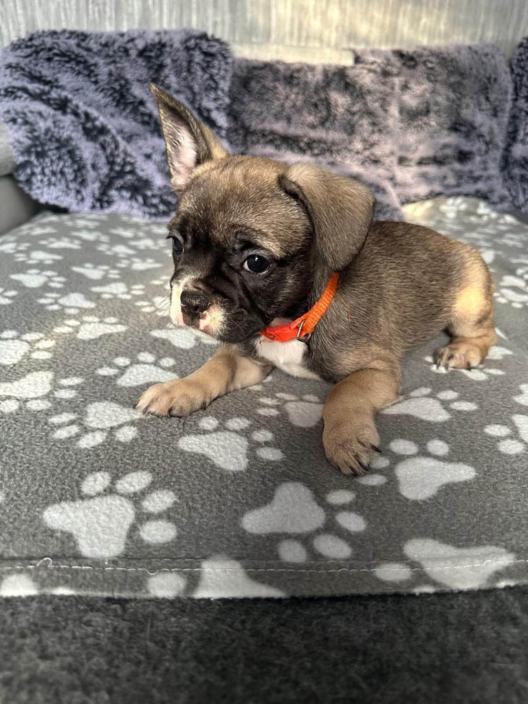 image for Amazing french bulldog 