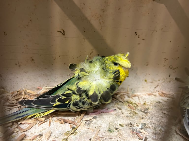 Budgies for sale, splits, all in good health