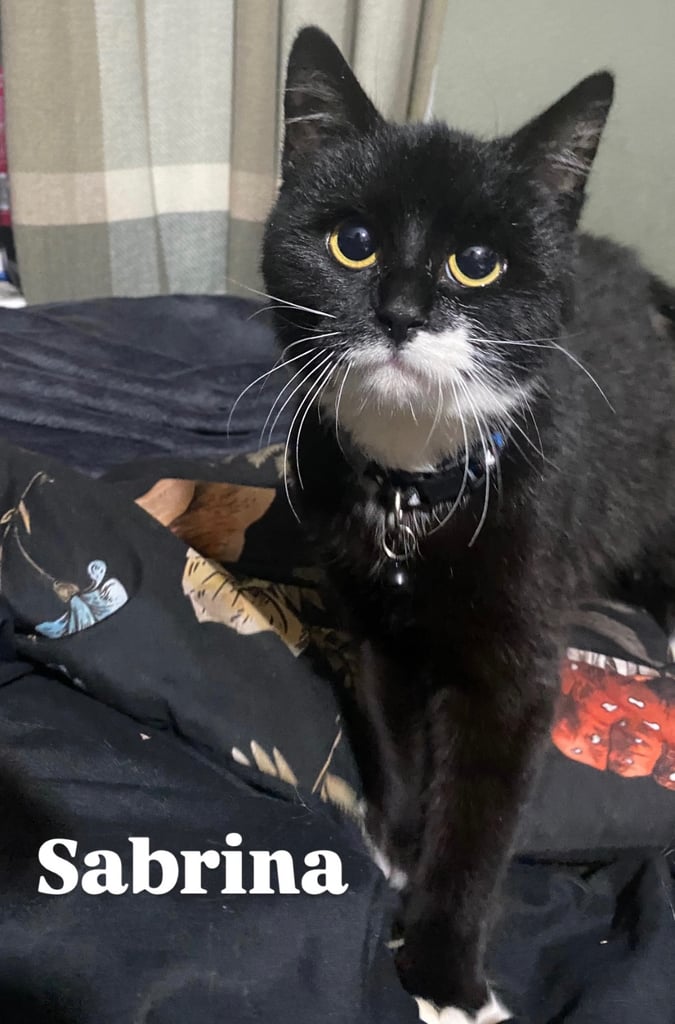 Lovely young cats looking for forever family 