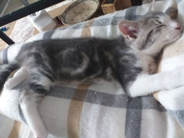 image for Gorgeous crossed maine coon/bengal male kitten for salr