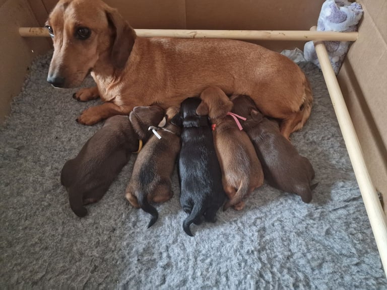 Dachshund pups