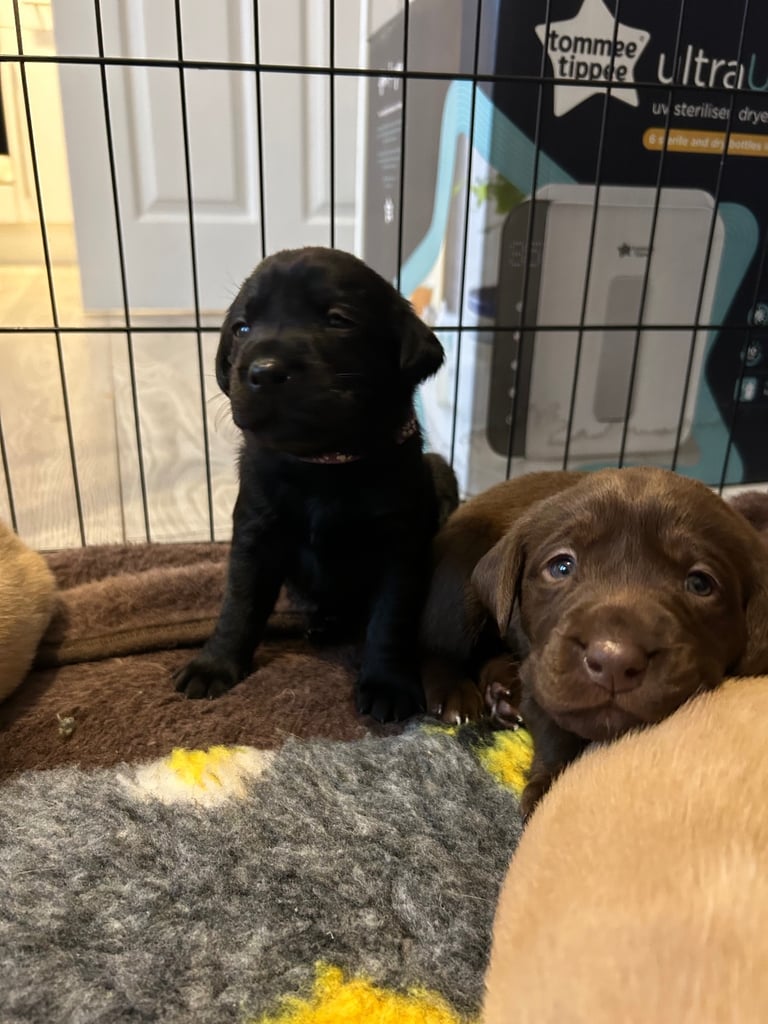 3 Labrador puppies left 