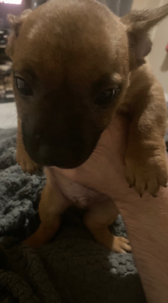 6 French jack pups for sale