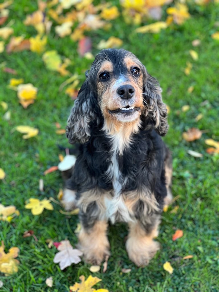 Show Type Cocker Spaniel Girl