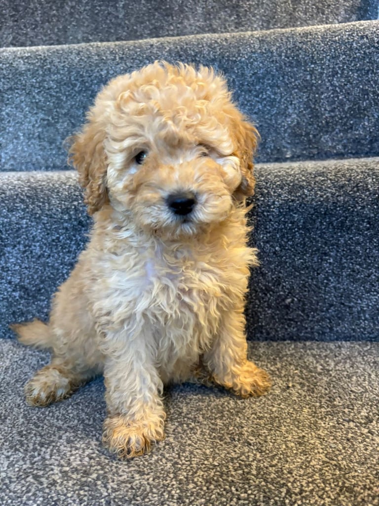 Coton noodle puppies ready now