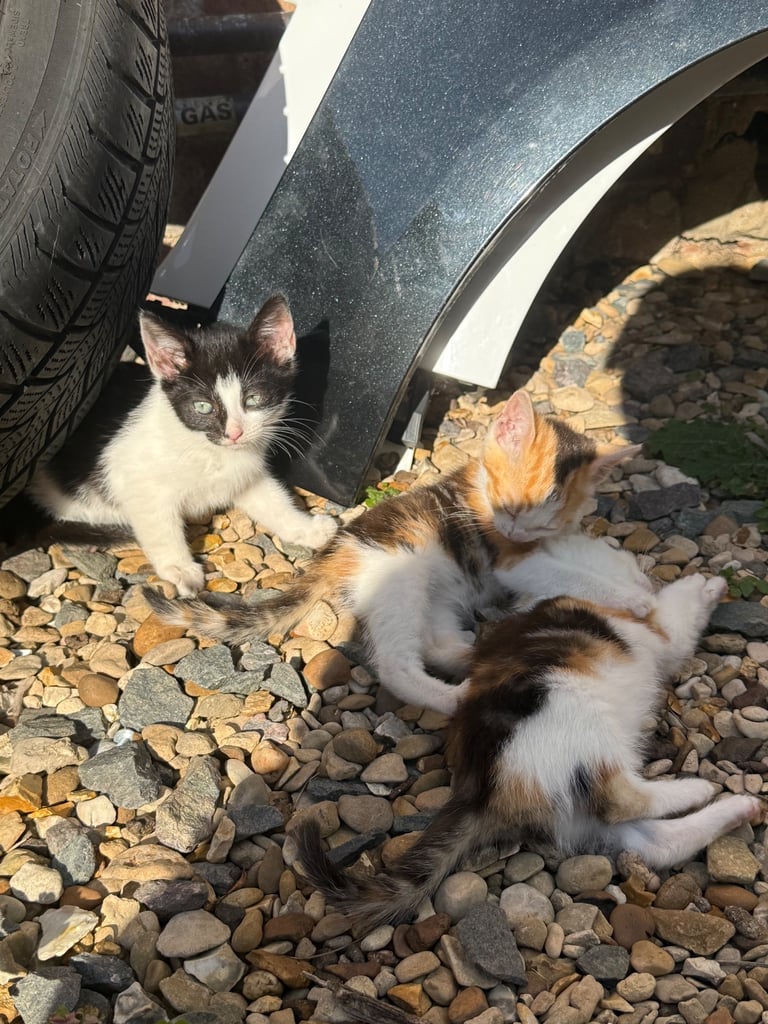 ASAP 10 weeks old kittens. 
