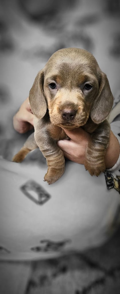 Dashhound puppies 