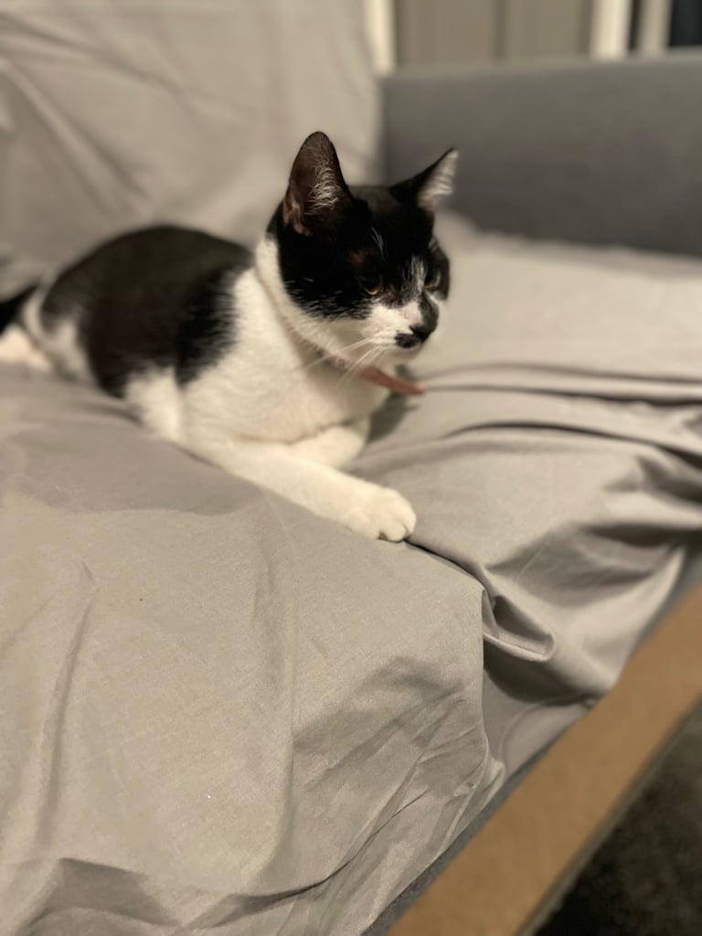1 male and 1 female cat for new loving homes.