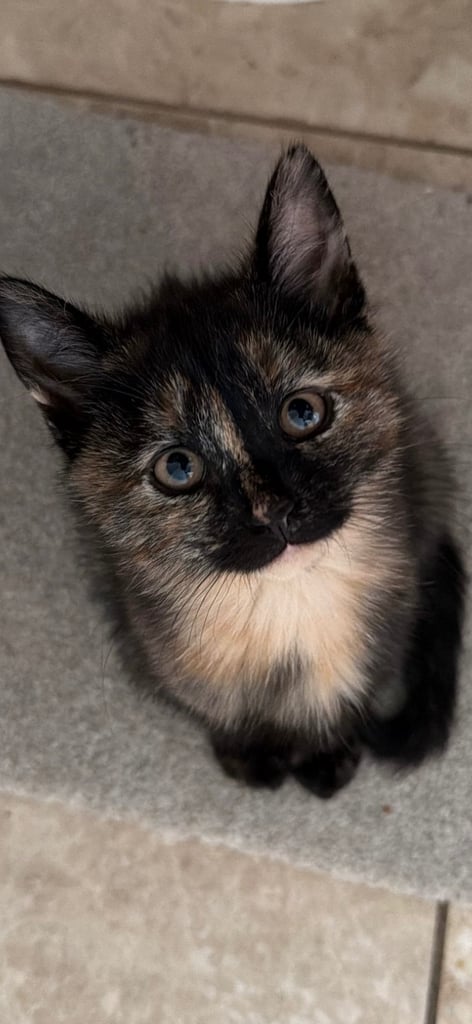 4 beautiful kittens ready for their forever home today 😻